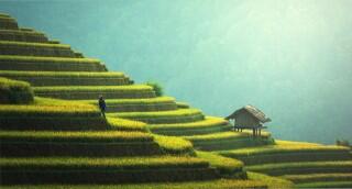 Rice Terrace Rice Terrace